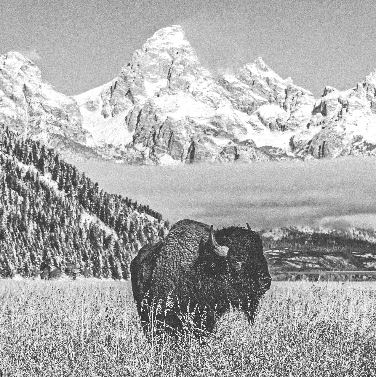 A buffalo in a field with a mountainous backdrop